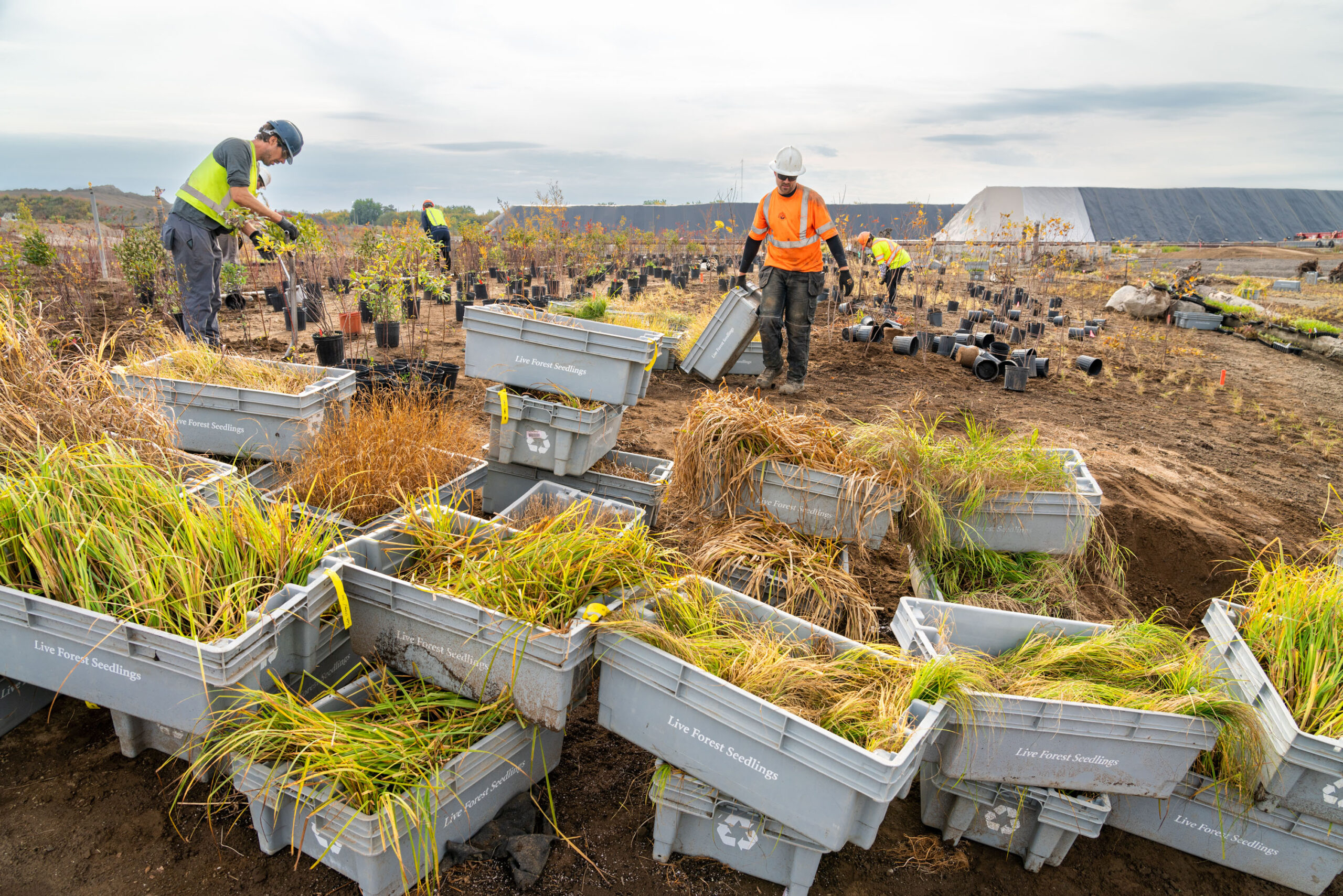 Vid Ingelevics and Ryan Walker, Planting #1, 2022. Courtesy of the artists