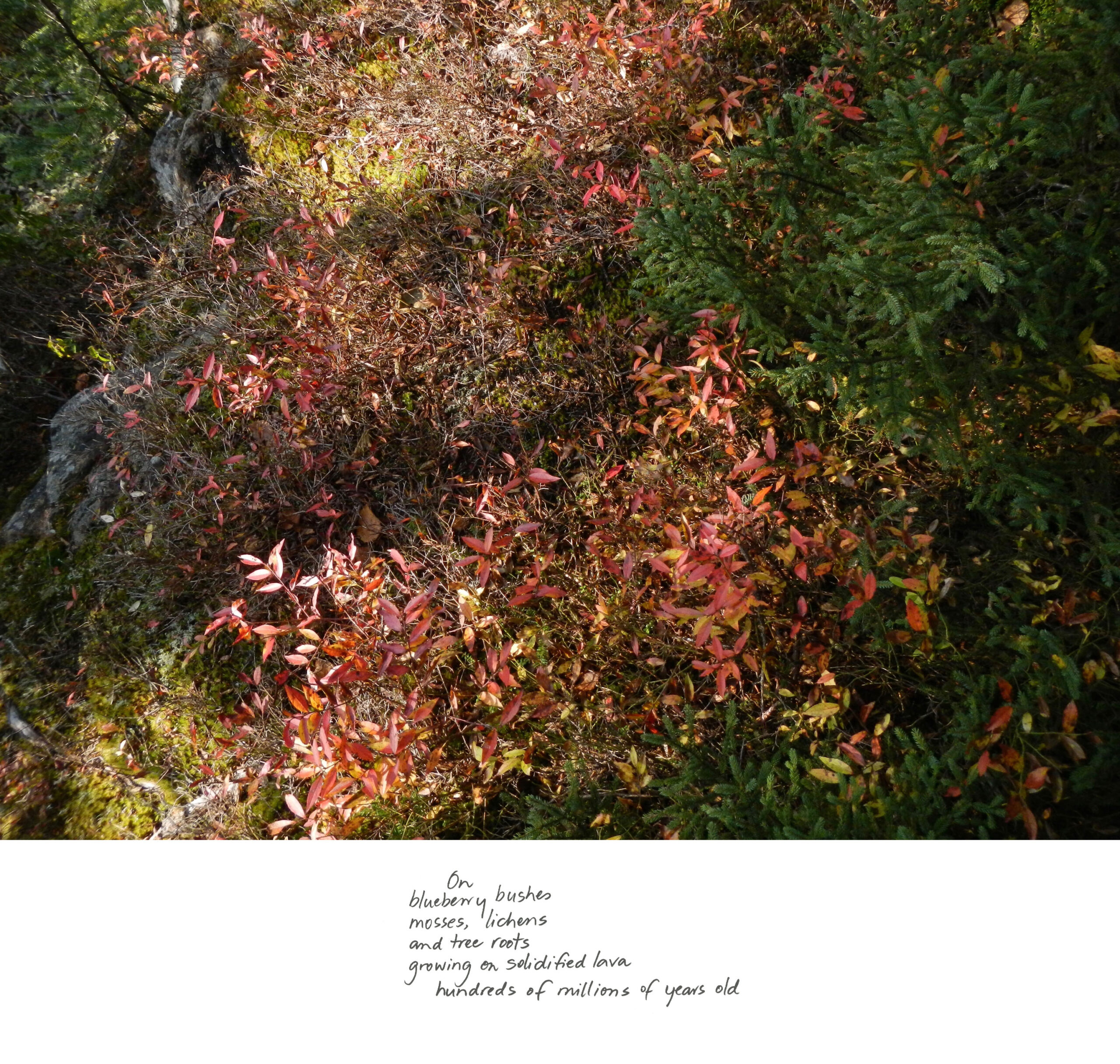 Marlene Creates, At the Bottom of the Droke, Autumn 2020, (inkjet print with handwritten text), excerpt from the series Between the Earth and the Firmament, Blast Hole Pond Road, Newfoundland, 2020. Courtesy of the artist and Paul Petro Contemporary Art, Toronto