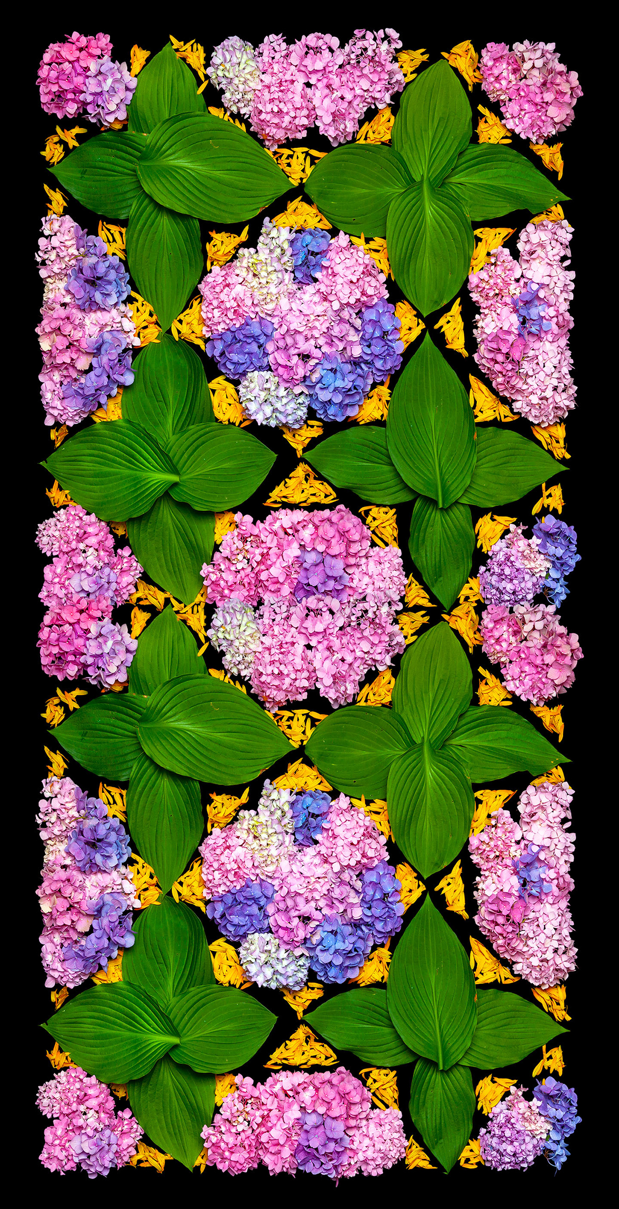     Danny Custodio, Hydrangea Hosta Black-Eyed Susan,, 2019. From the series Flower Carpets / Tapetes Floridos

