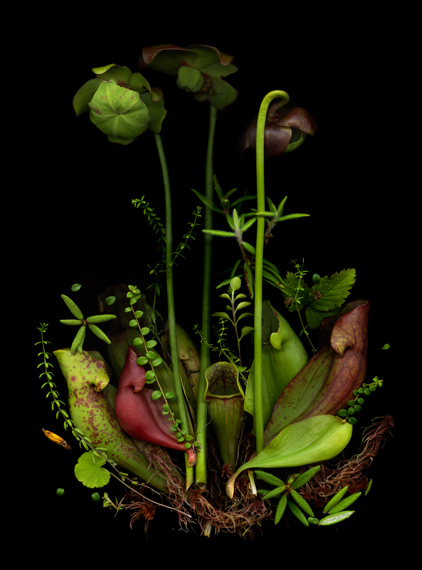 Julya Hajnoczky, Sarracenia purpurea, 2023, from the series At the Last Judgement, We Will All Be Trees. Courtesy of the artist and Prefix Institute of Contemporary Art, Toronto