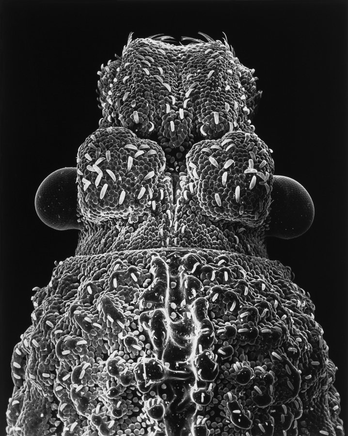 Claudia Fährenkemper, 65-03-4 Head of a Beetle, 30x, 2003 (gelatin silver print, 22.75x18.5in), from the series Imago. Courtesy of the artist and Stephen Bulger Gallery. © Claudia Fährenkemper