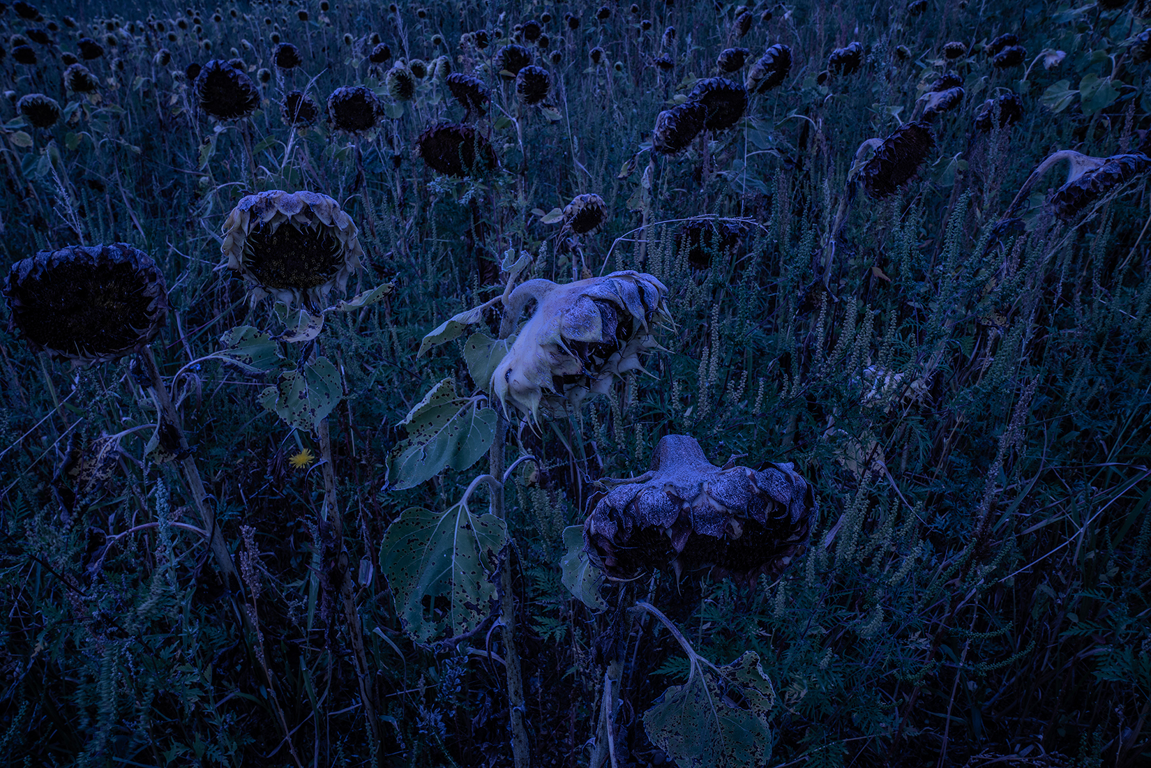     Hu Yang, Sunflowers (purple), 2023

