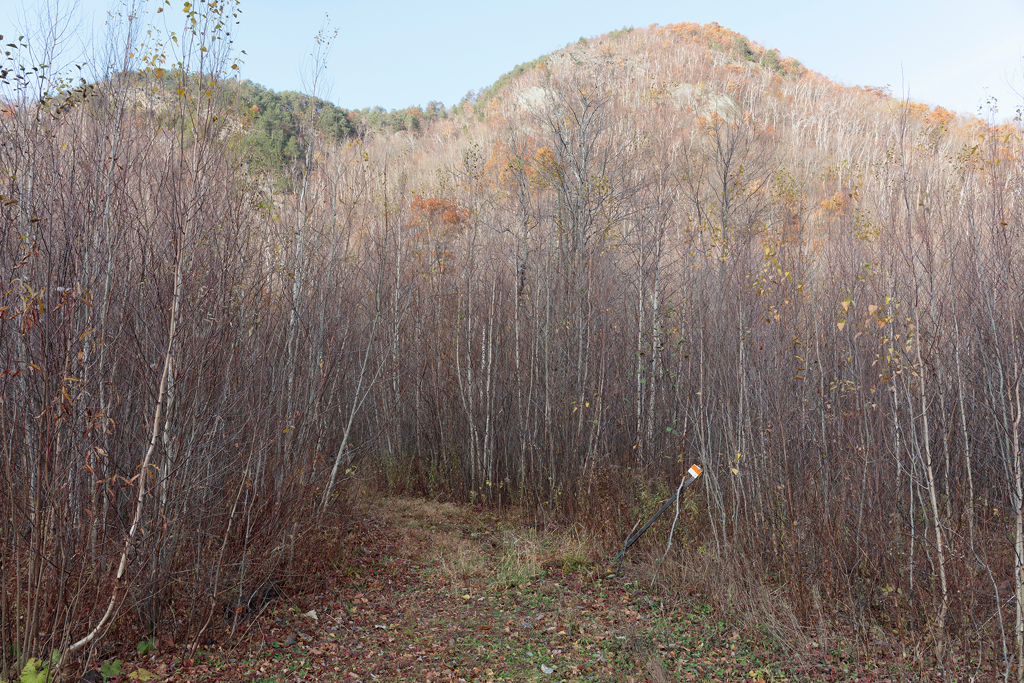     Benjamin Rondel, Quebec woods, 2015

