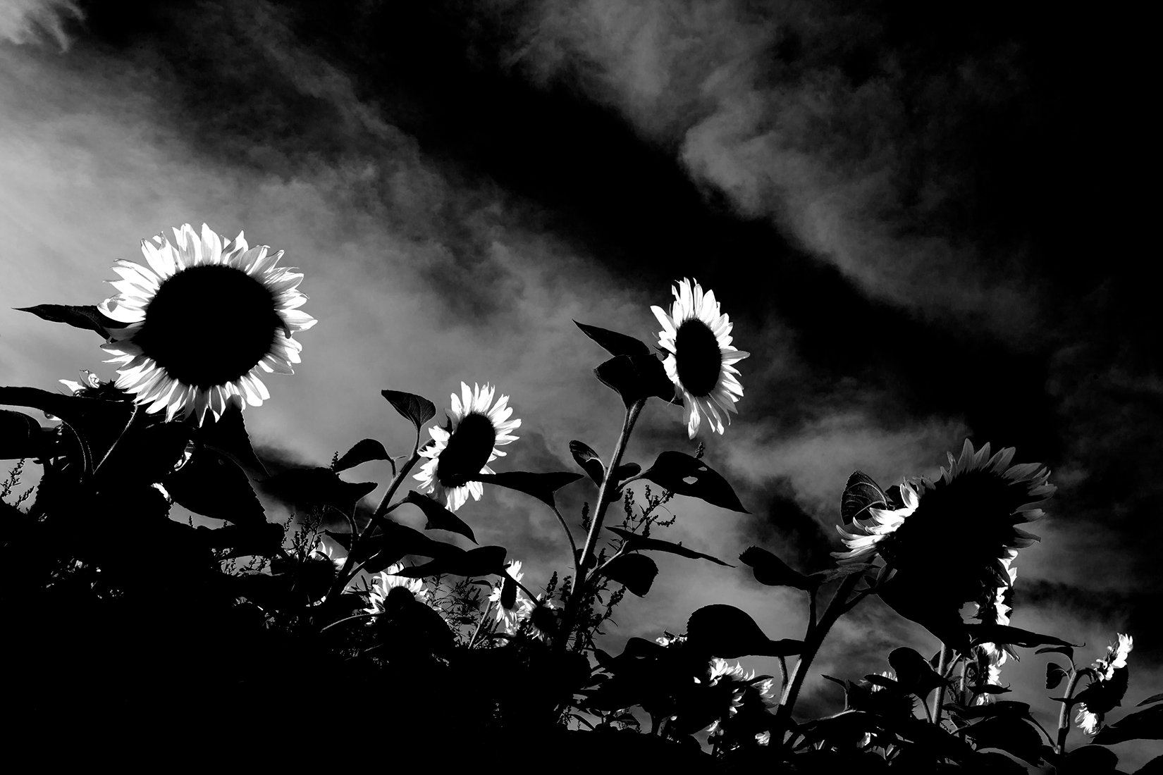     Hu Yang, Sunflowers (black), 2023

