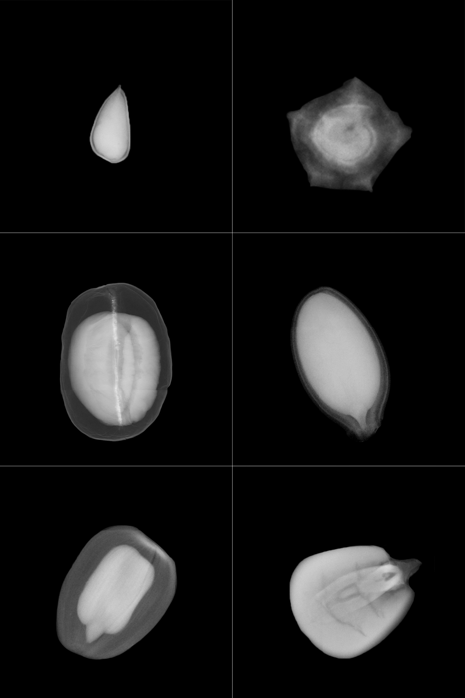     Dornith Doherty, Vault Exchange (detail; top to bottom, left to right: Cotton, Beet, Coffee, Pumpkin, Sunflower, Corn), 2018. Courtesy of the artist.

