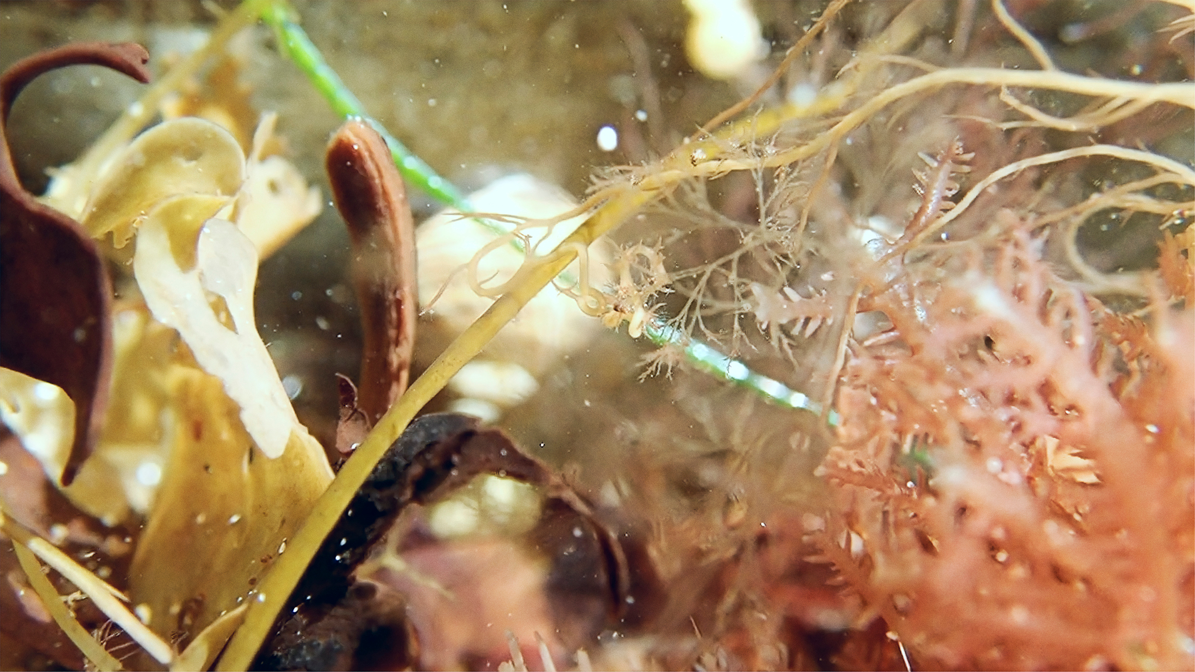     Annette Mangaard, TICKLE COVE NEWFOUNDLAND #2, 2019. Video still. Courtesy of the artist.

