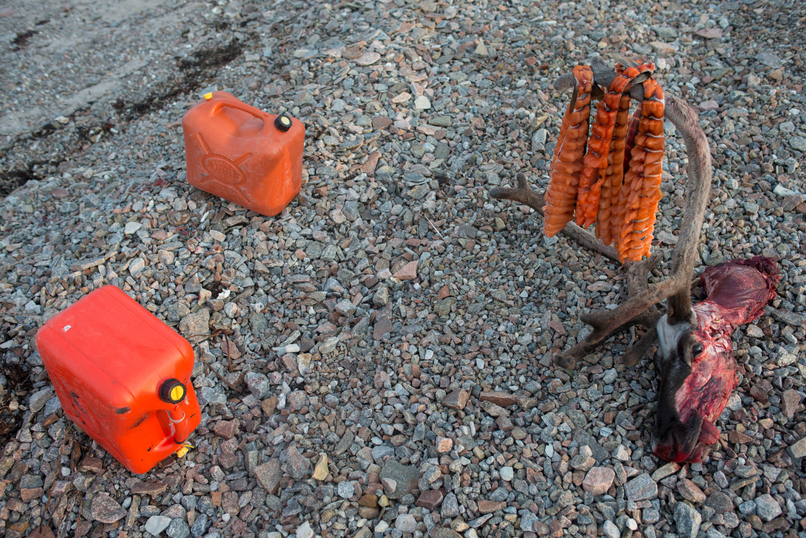     Louie Palu, Jerry cans with fuel and a caribou head with Arctic Char drying on its antlers seen at a base camp for Canadian Rangers Type 1 Patrol North of the Inuit Hamlet of Naujaat, Nunavut, 2015–2018. © Louie Palu for National Geographic.

