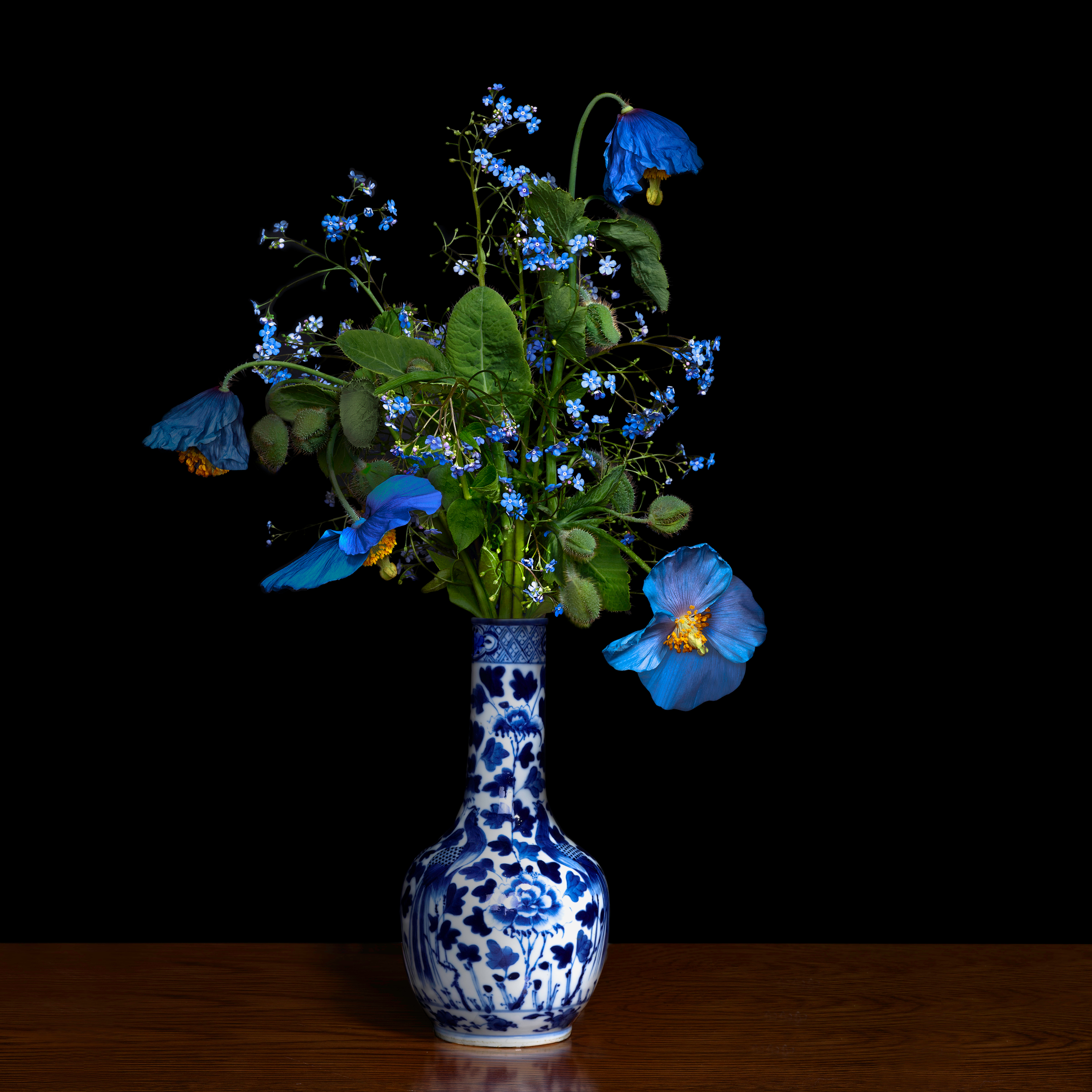     T.M. Glass, Blue Poppy in a Blue and White Chinese Vase, 2018

