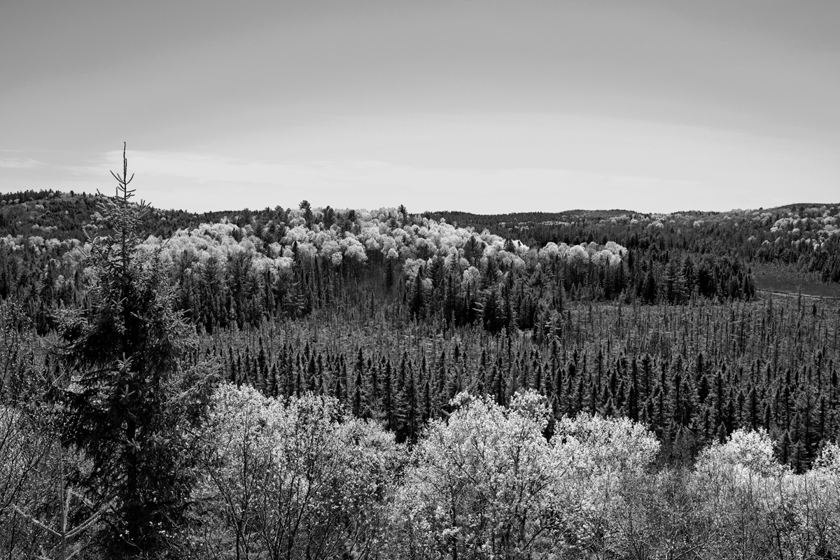     John Faragher, Algonquin Forest in Spring, 2019

