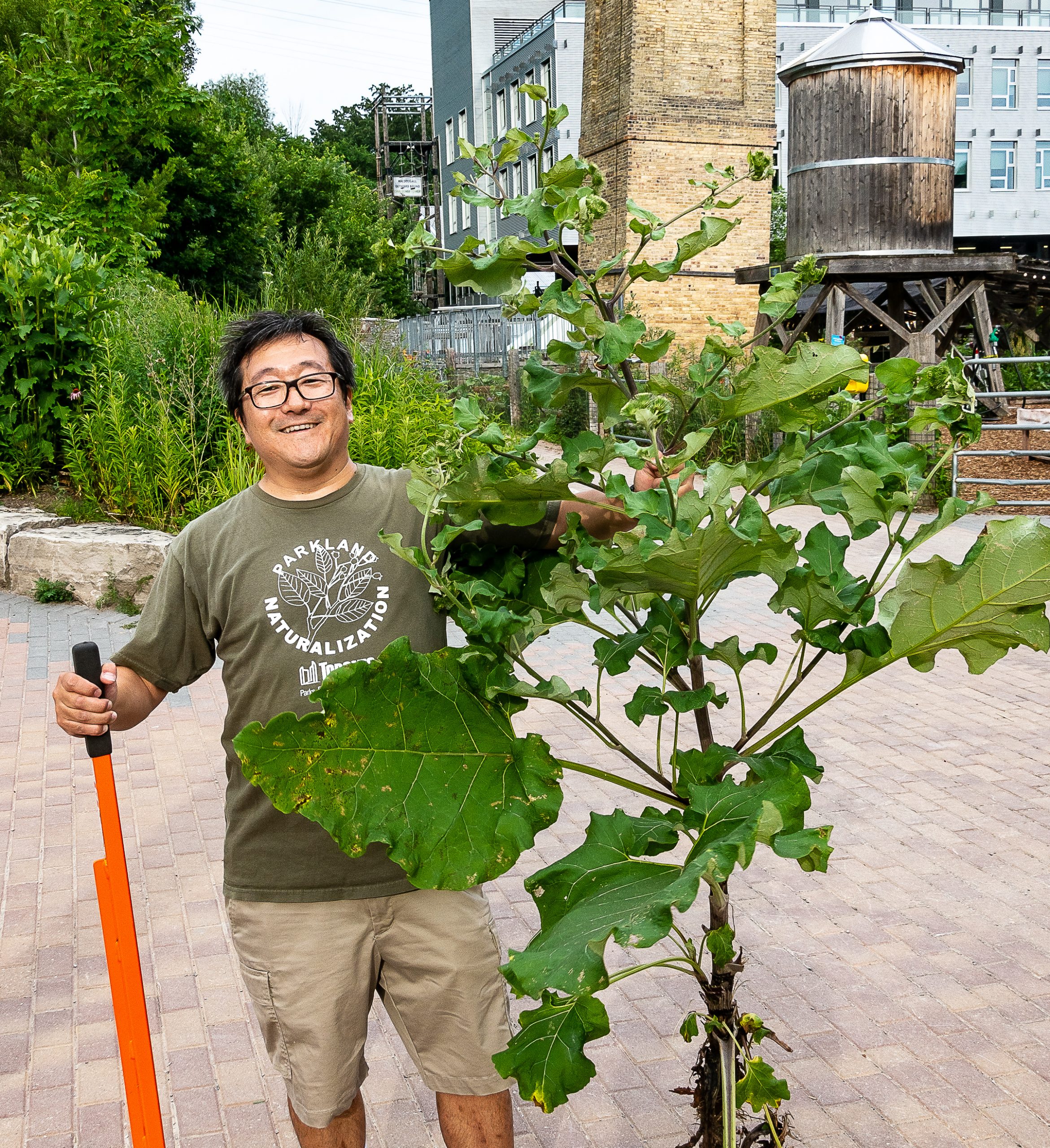     Ian Darragh, Volunteer Al Yoshiki removes a giant invasive plant, 2019

