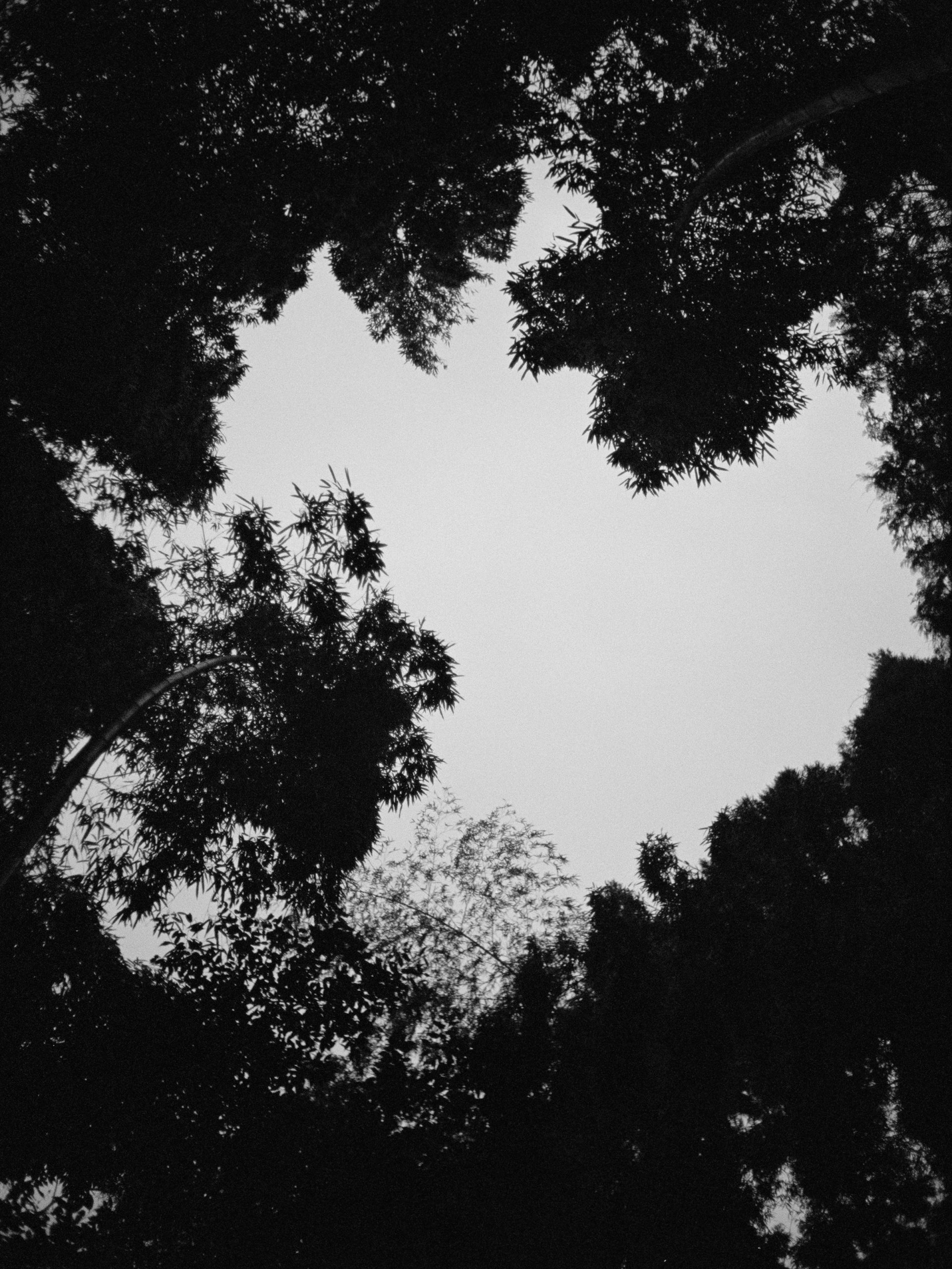     Guillaume Simoneau, Untitled (giant bamboo forest), Takeo city, Saga prefecture, Japan, 2016. © Guillaume Simoneau / courtesy Stephen Bulger Gallery

