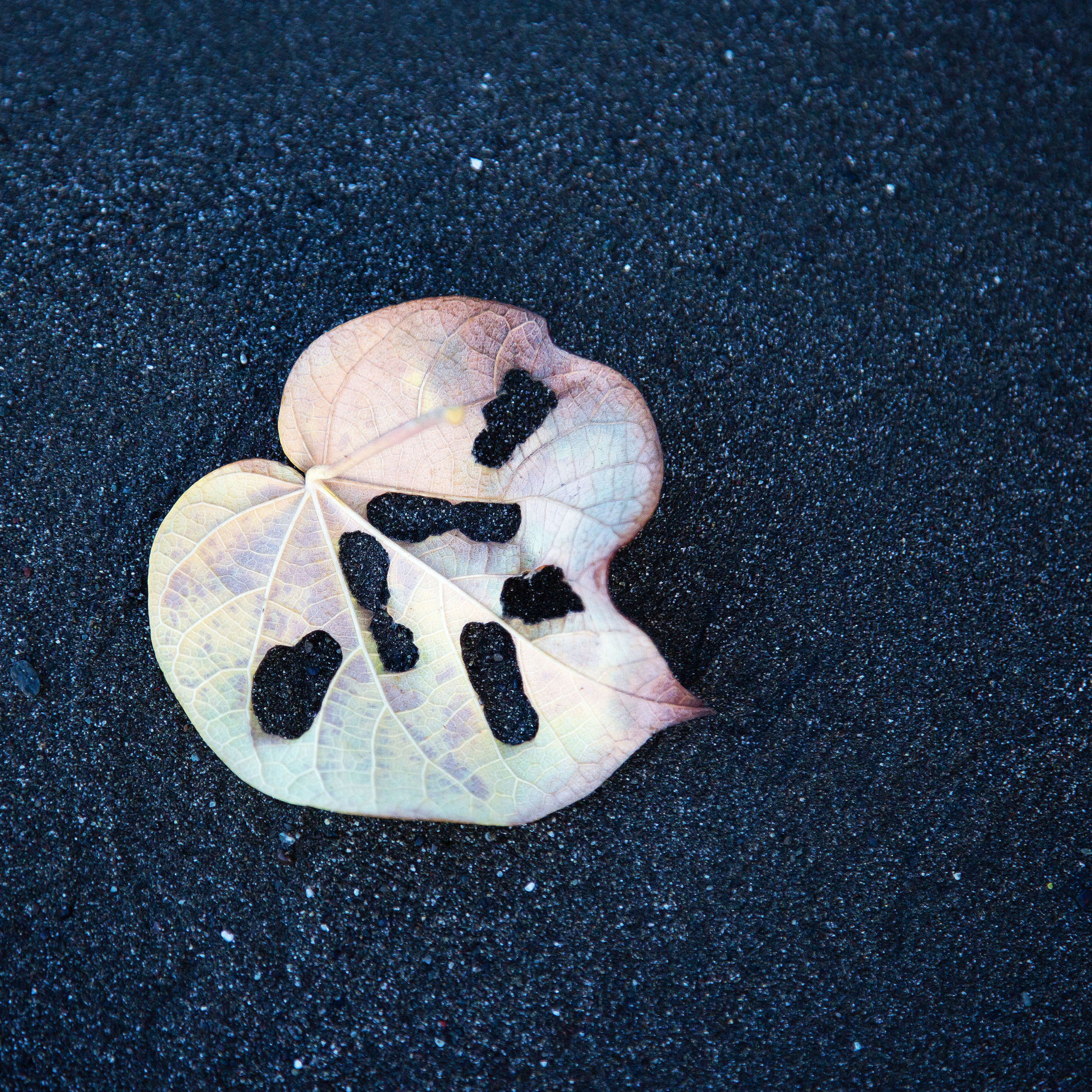     Felicity Somerset, Leaf Mask, 2018

