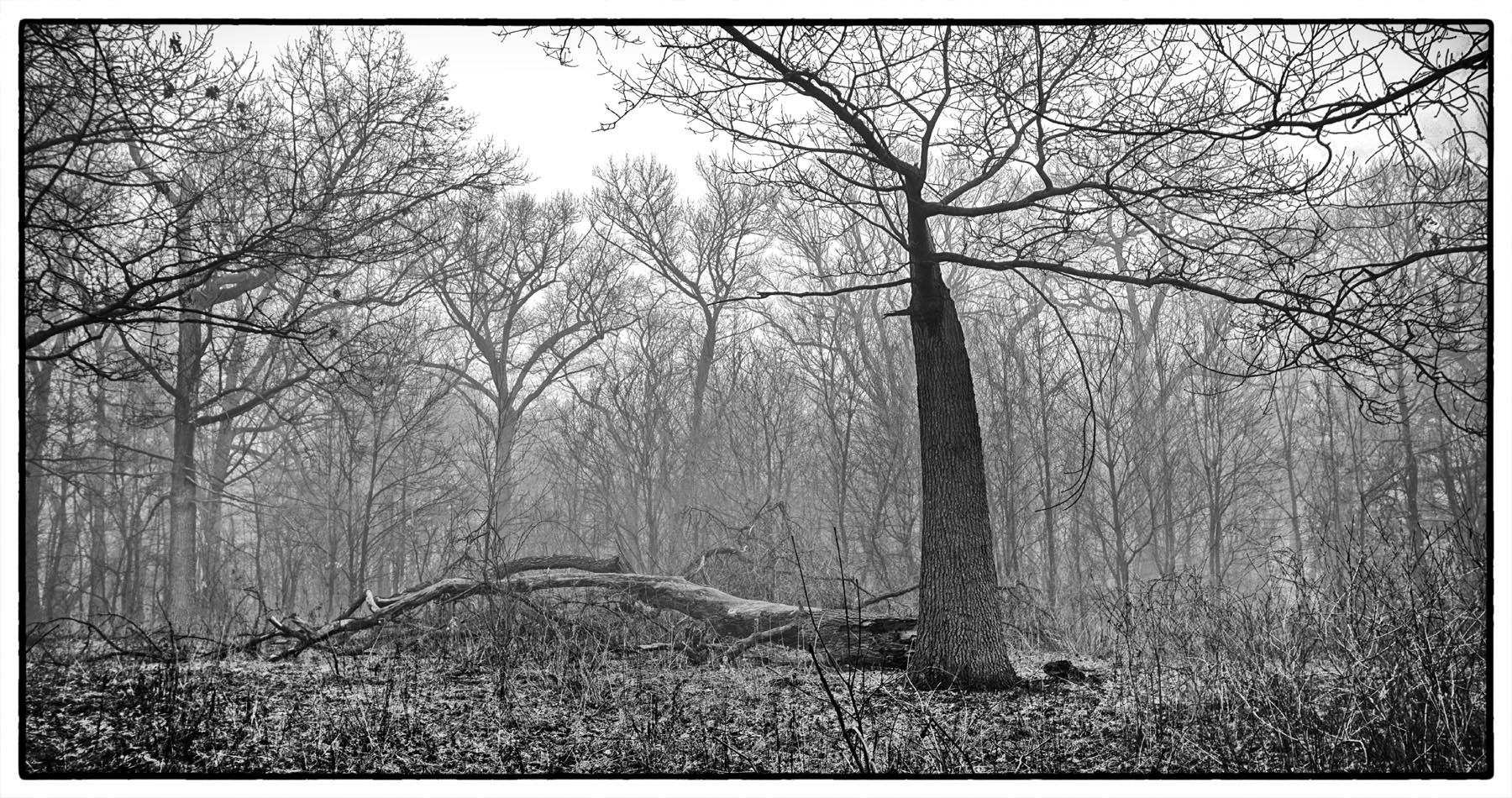     Brian Anderson, Tree in Fog, 2017

