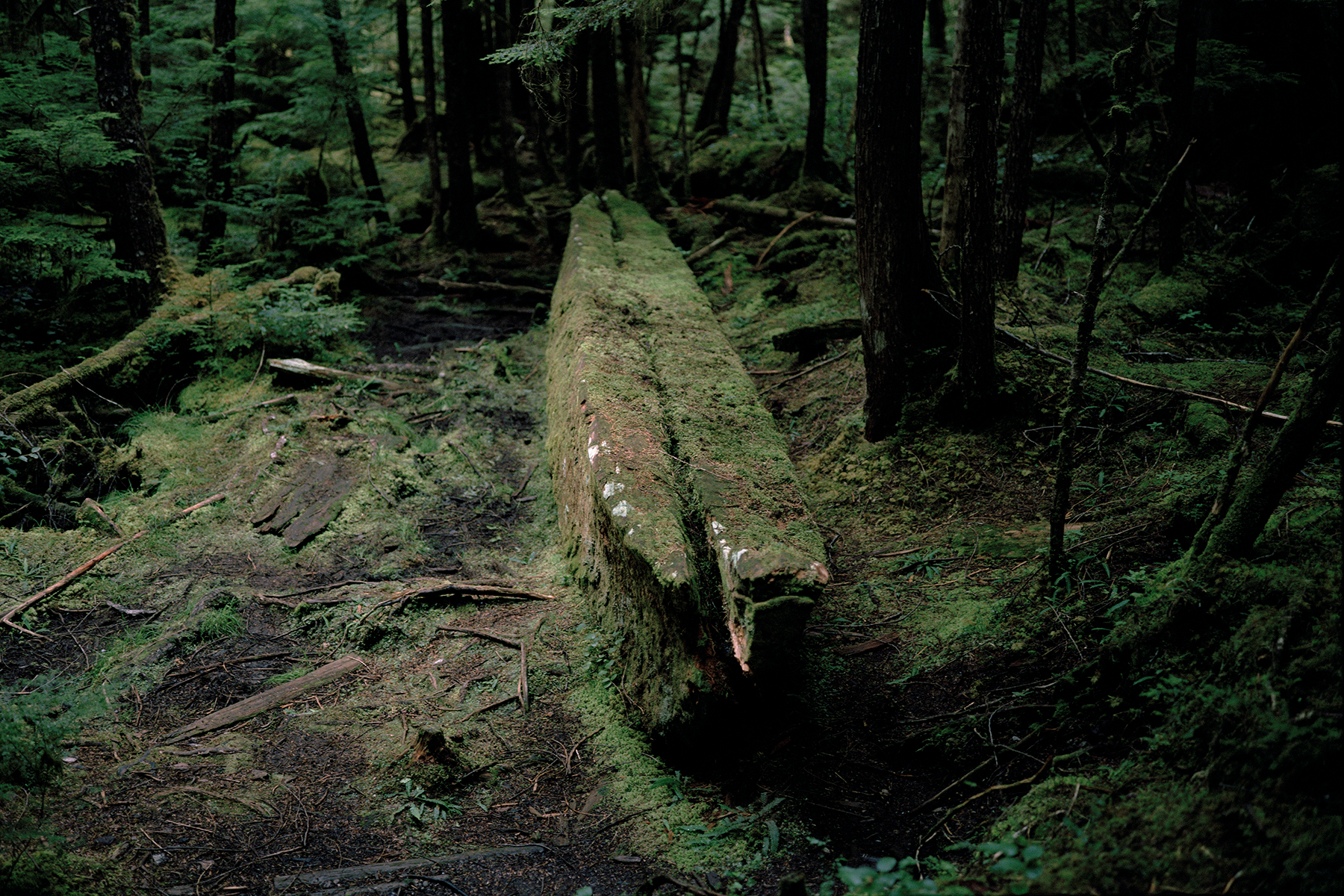     Johan Hallberg-Campbell, Haida Gwaii, British Columbia (War canoe sits unfinished in the forest where it fell. Dated 1860s), 2014. Courtesy of the artist. 

