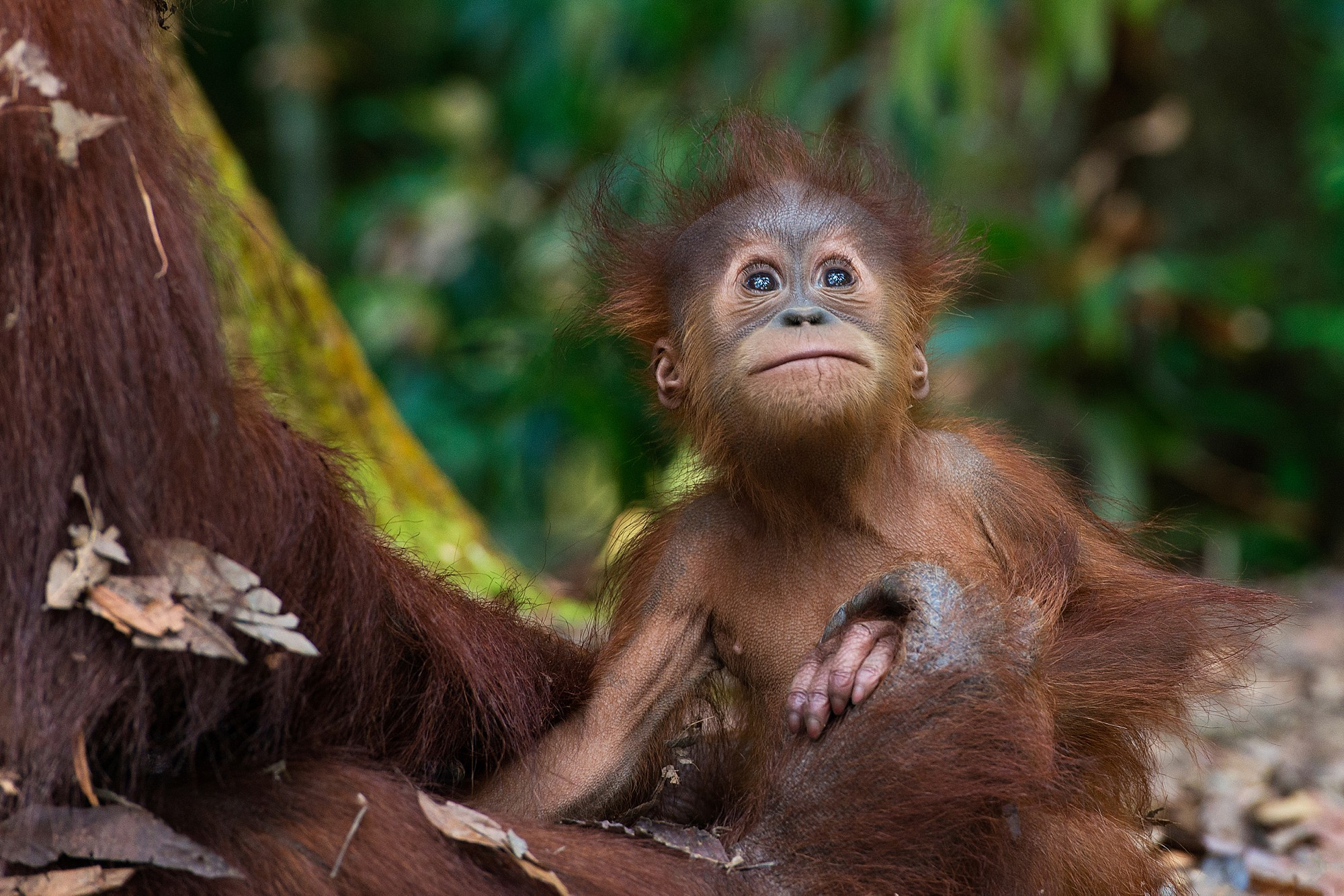     Gita Defoe, Critically endangered Sumatran orangutan, 2015

