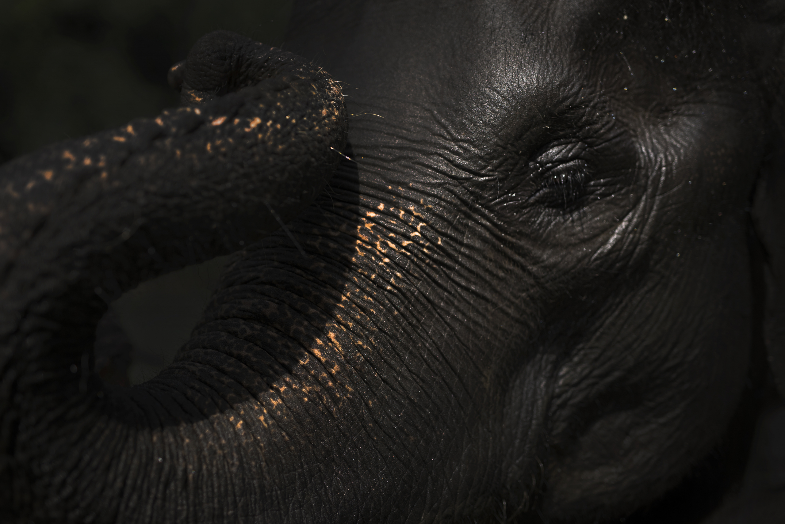     Danielle Da Silva, Critically endangered Sumatran elephant, 2016

