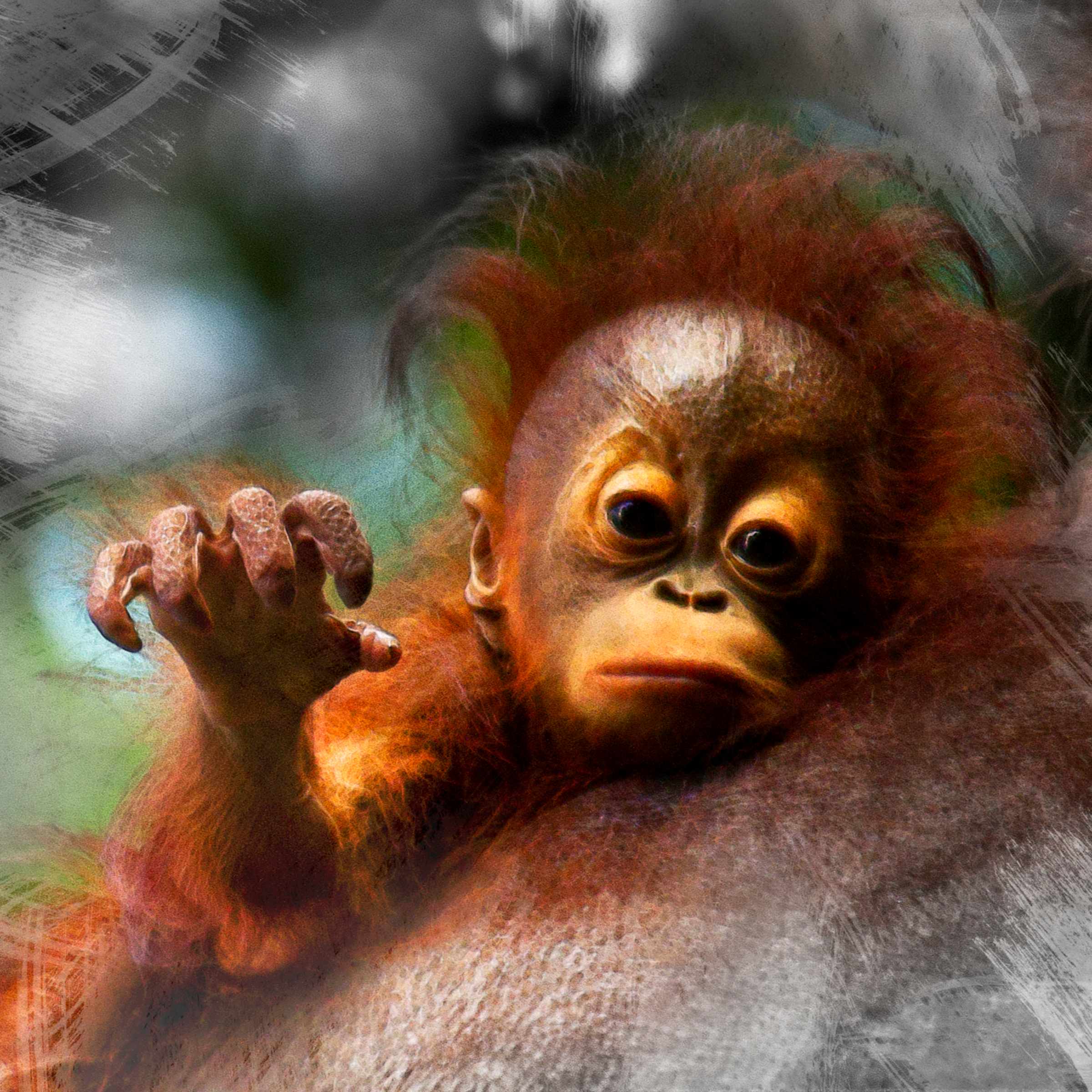     Misha Masek, Critically endangered orangutan, 2015

