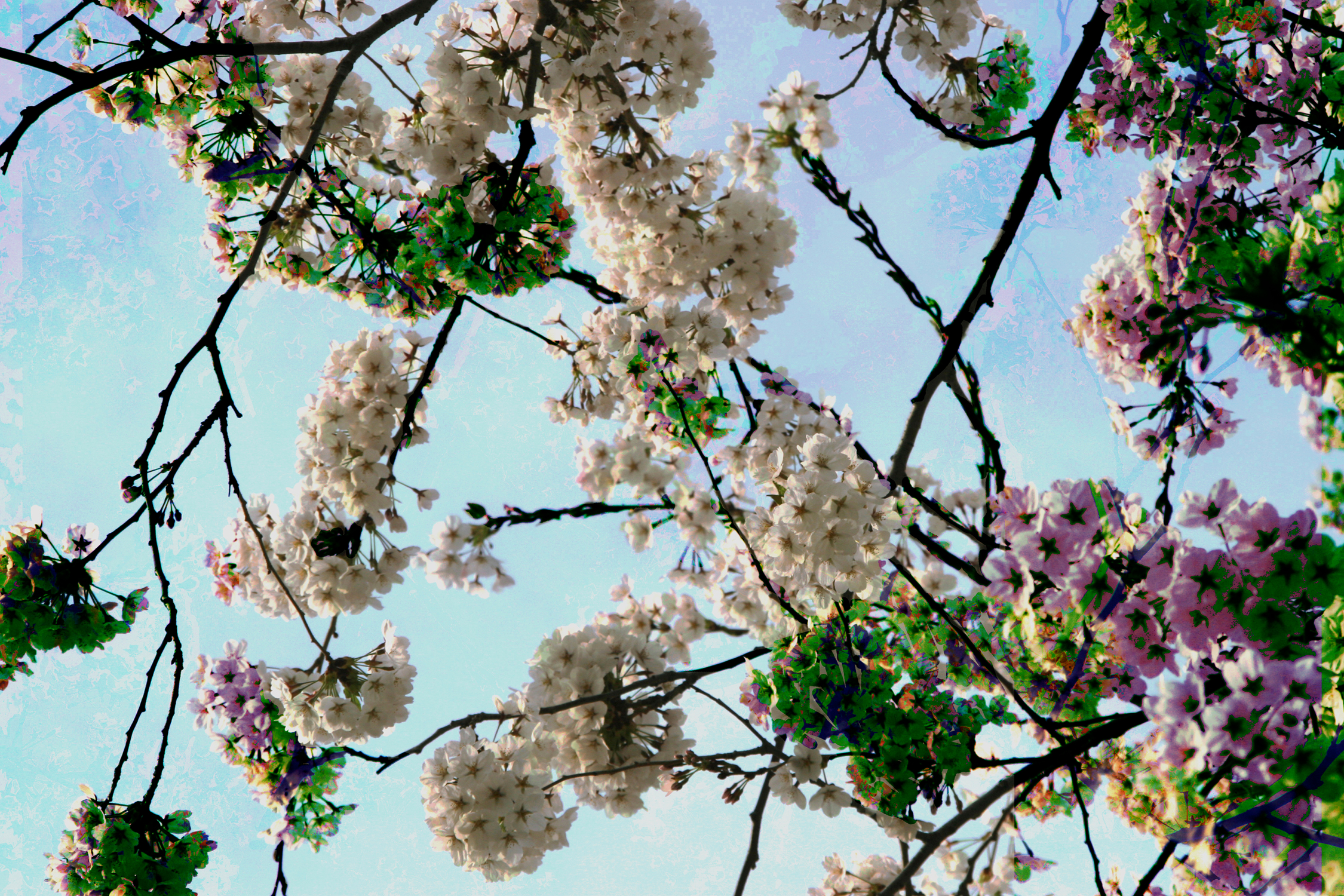     Miki Shinozaki, Sakura, 2012

