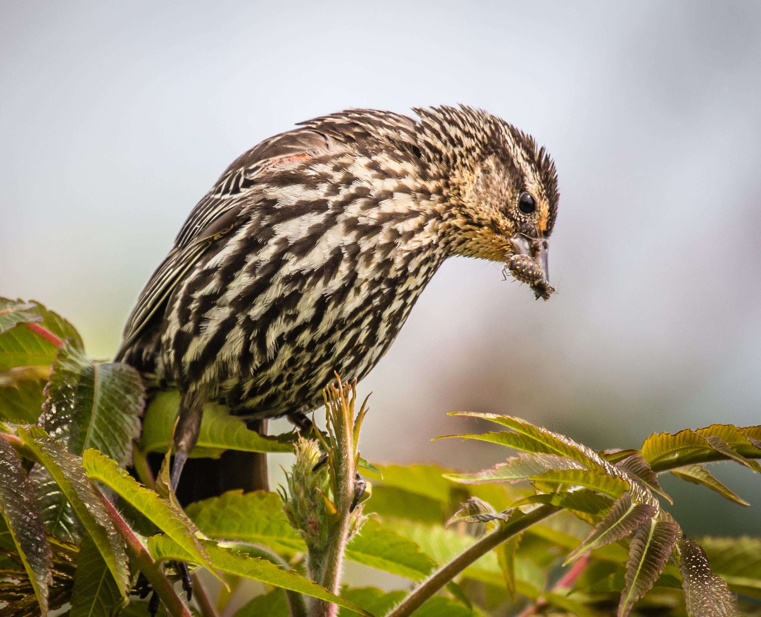     Jane Walker, Female Red-Winged-Blackbird, 2016

