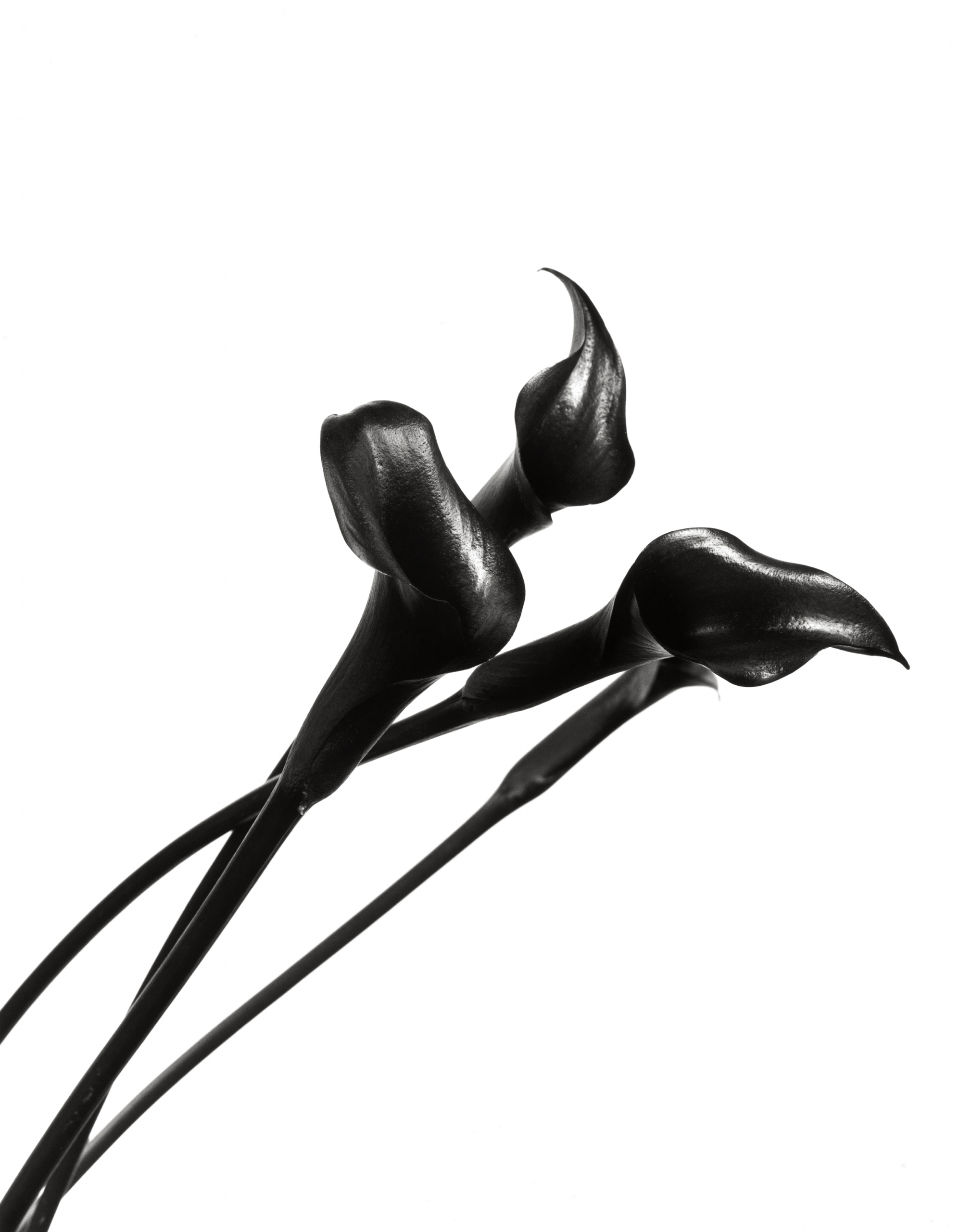     Dale M Reid, Elegance Calla Lys Noir 2, 2014

