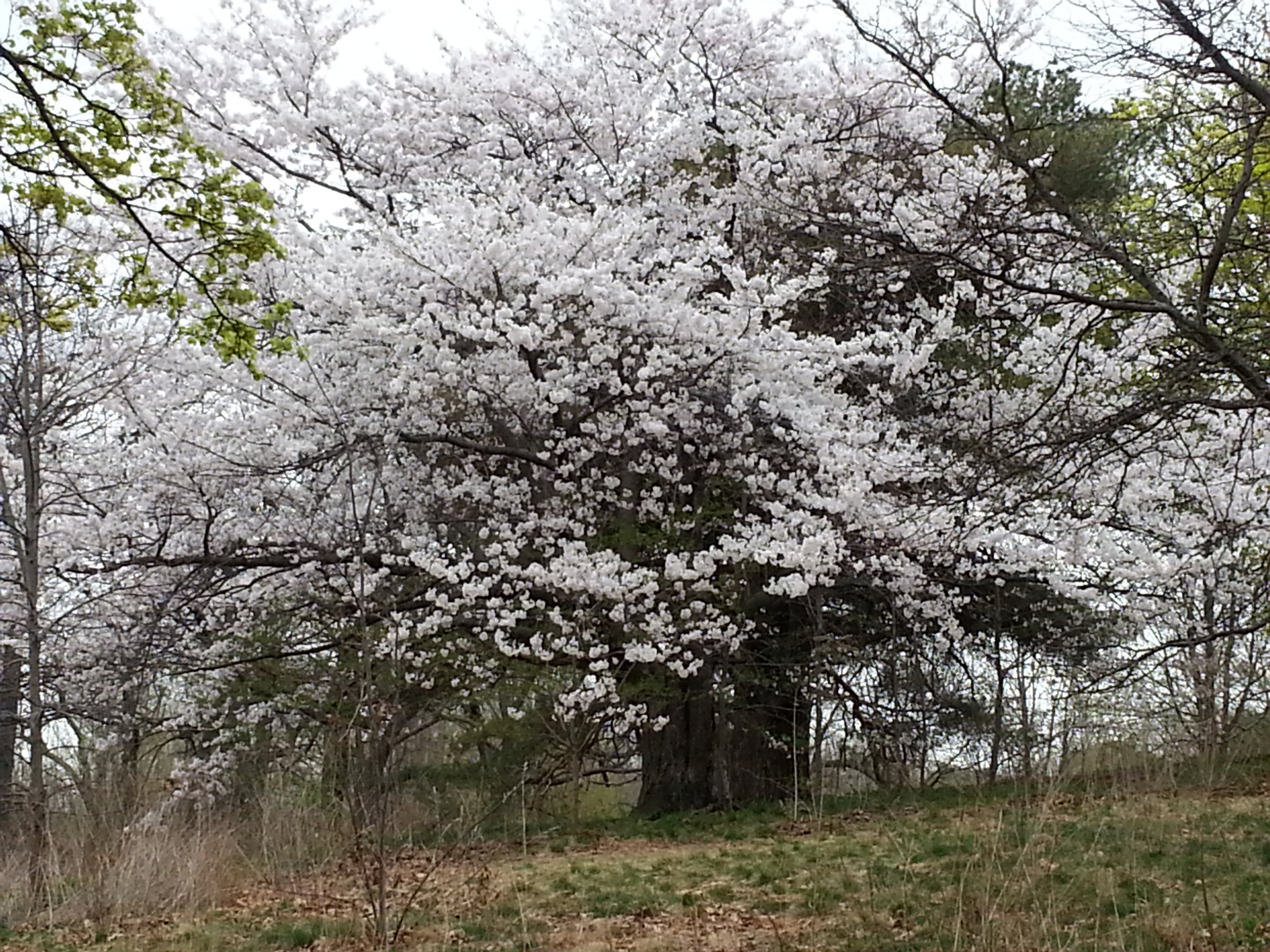     Donna Lypchuk, White Cherry Blossom Madness, 2015

