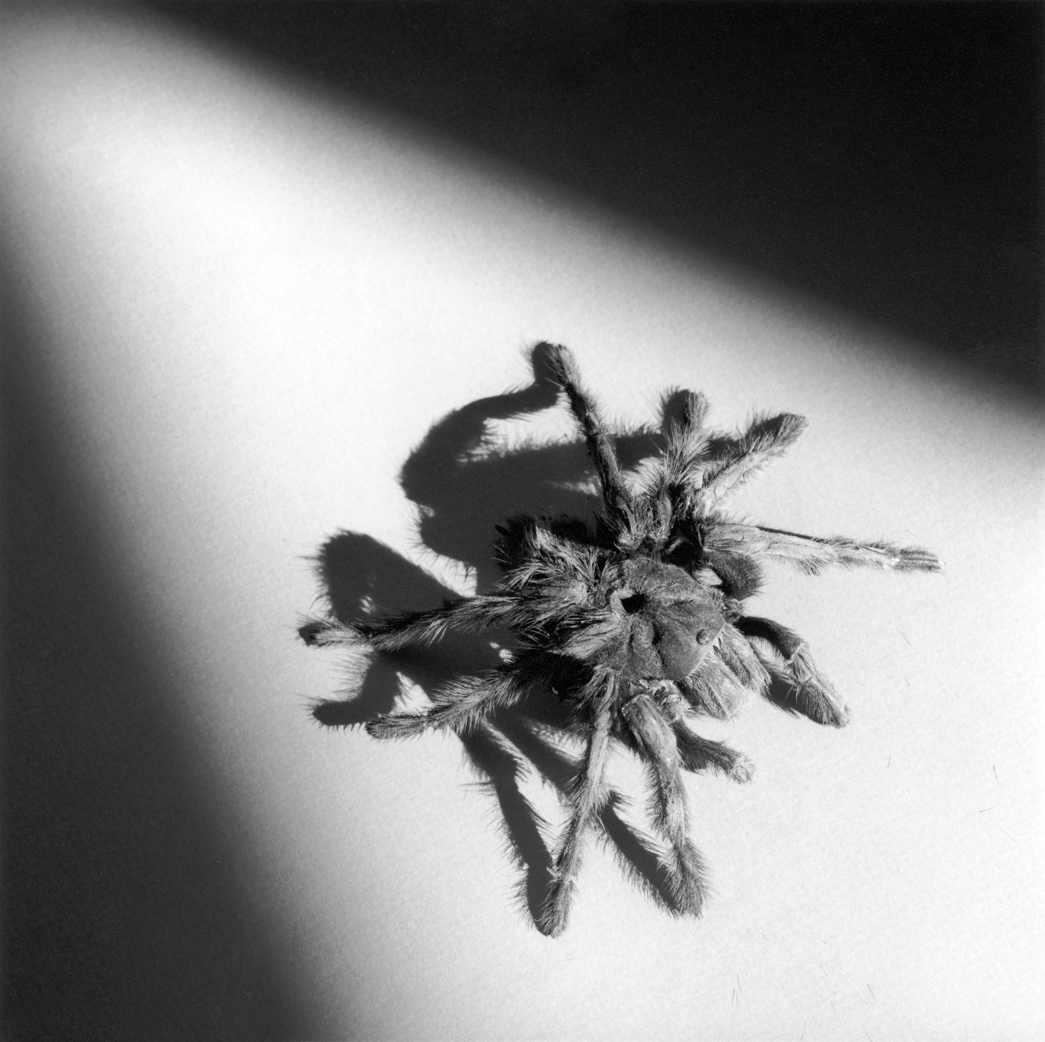     Robert Mapplethorpe, Tarantula, 1988 Â© Robert Mapplethorpe Foundation. Used by permission.

