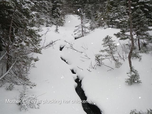     Marlene Creates, Mother Carey is plucking her chickens, Blast Hole Pond River, Newfoundland, Winter 2012-2013 

