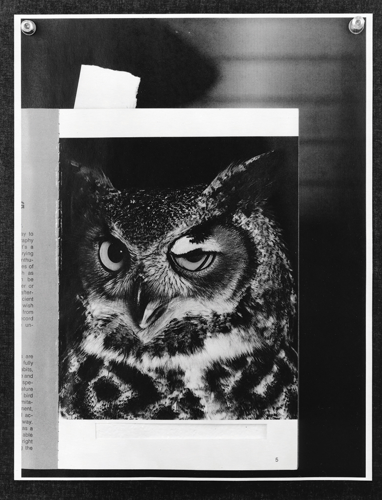     Colin Miner, Using a lens from a nearby blind, it was possible to get a tightly cropped portrait of this great horned owl. Note that what appears to be a blinking eye is actually the nictitating membrane which gives protection to the eye. (available light #39)(Detail), 2013 

