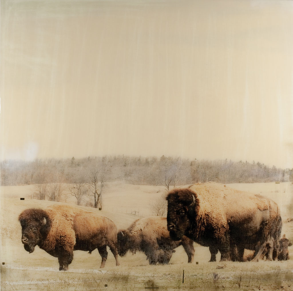     Christine Flynn, Bison, 2013 

