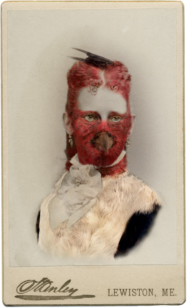     Sara Angelucci, Aviary (Red-headed Woodpecker/endangered), 2013 

