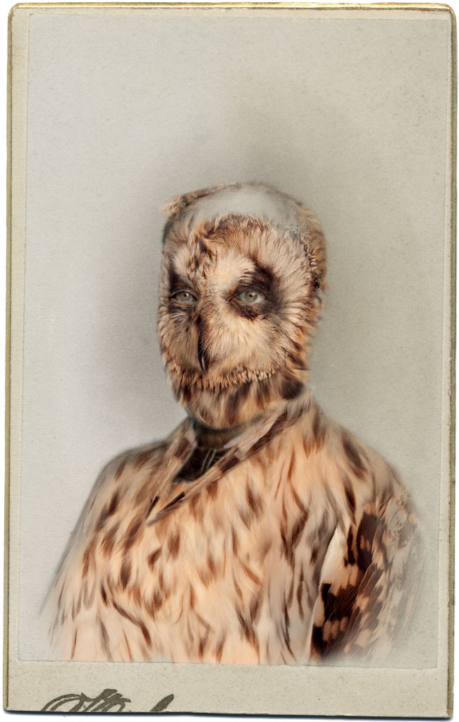     Sara Angelucci, Aviary (Short Eared Owl/endangered), 2013 

