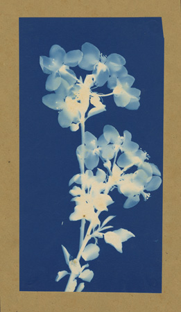     Bertha Jacques (American), Plant Study, c1910 Courtesy of Archive of Modern Conflict, London

