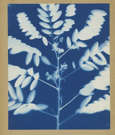     Bertha Jacques (American), Plant Study, c1910 Courtesy of Archive of Modern Conflict, London

