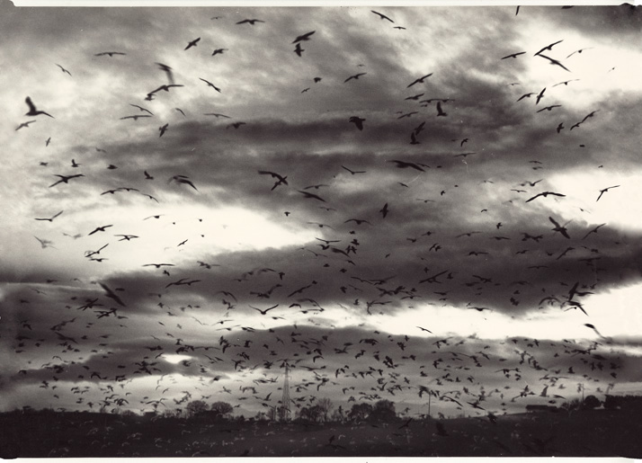     Mario Giacomelli (Italian), Migrating birds in flight, c1980 Courtesy of Archive of Modern Conflict, London

