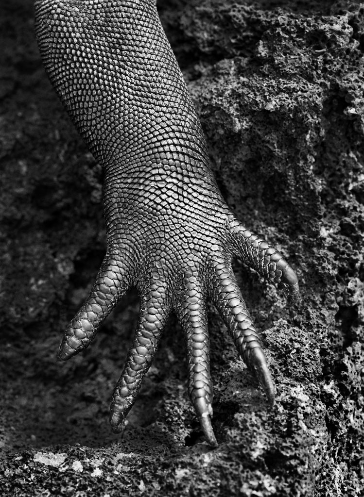     Sebasti&#227;o Salgado, Marine iguana (Amblyrhynchus cristatus), Galapagos, Ecuador, 2004 &amp;#169 Sebasti&#227;o Salgado / Amazonas images

