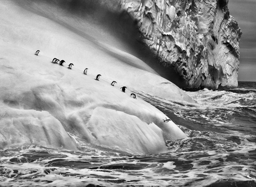     Sebasti&#227;o Salgado, Chinstrap penguins (Pygoscelis antarctica) on an iceberg located between Zavodovski and Visokoi islands,  South Sandwich Islands, 2009 &amp;#169 Sebasti&#227;o Salgado / Amazonas images

