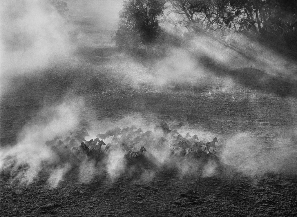     Sebasti&#227;o Salgado, Plains zebra (Equus quagga), Okavango Delta, Botswana, 2007 &amp;#169 Sebasti&#227;o Salgado / Amazonas images

