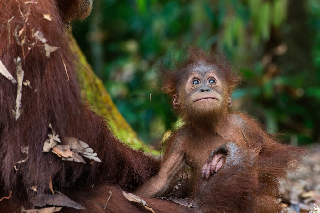     Gita Defoe, Sumatran Orangutan Society
