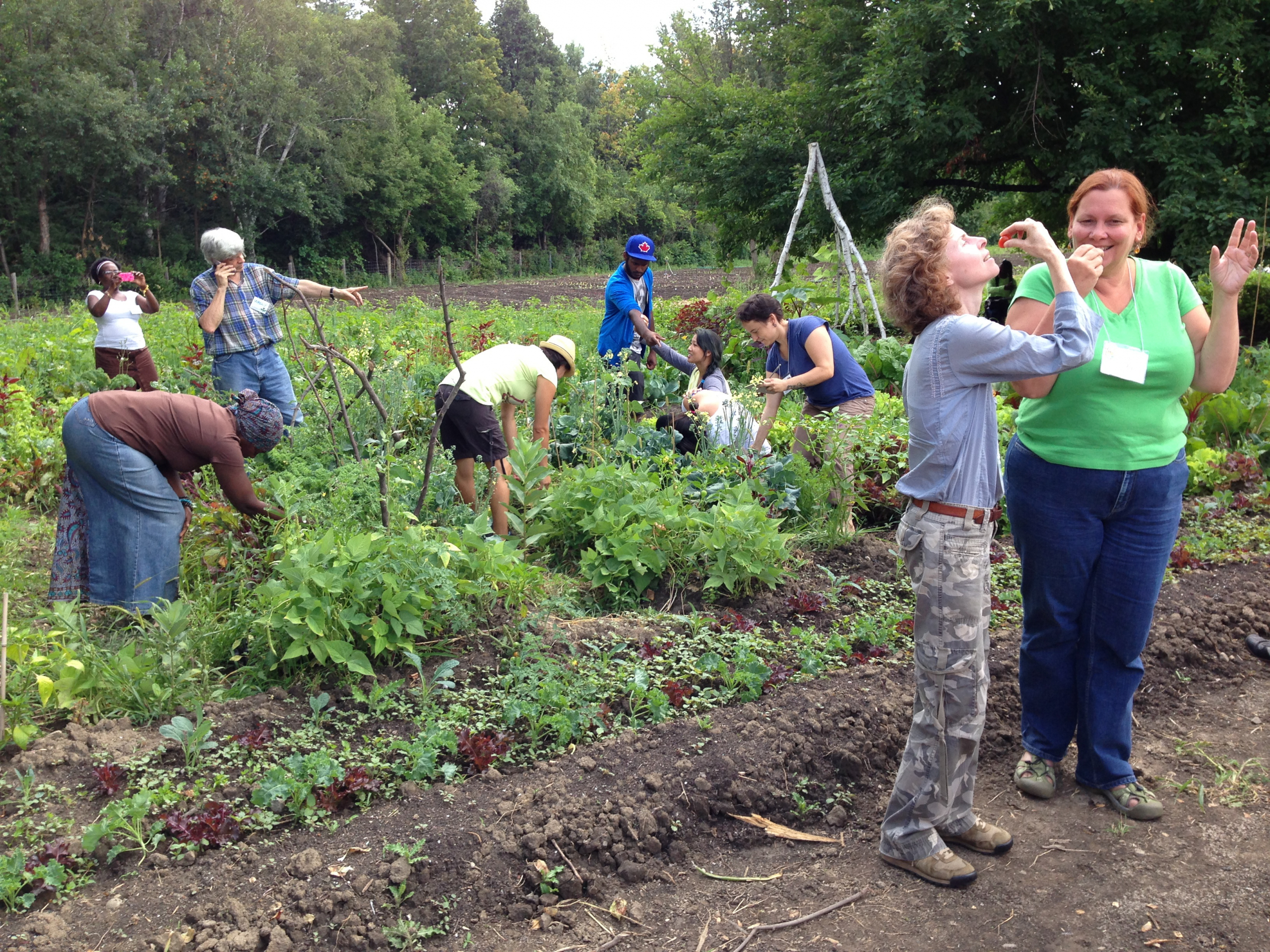     Deborah Barndt, Re-enacting Migrant Labour at Black Creek Community Farm, 2013 

