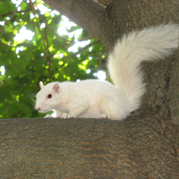     Shaun Moore, Trinity Bellwoods Squirrel, 2008 

