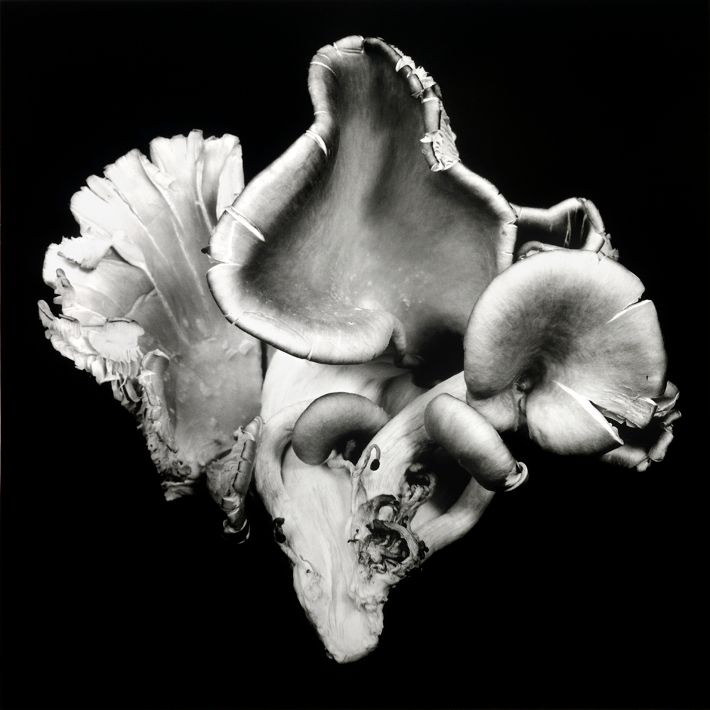     Dale M. Reid, Oyster Mushroom #6, 2012 

