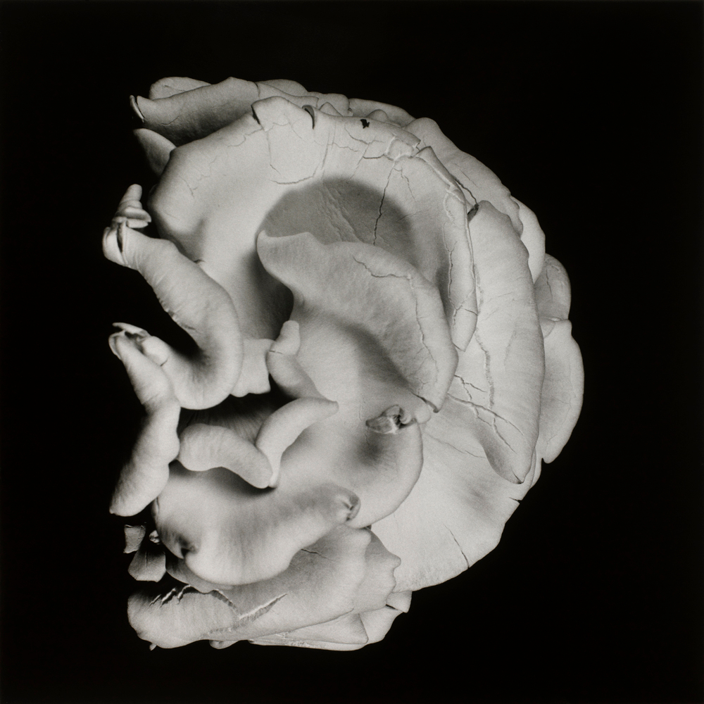     Dale M. Reid, Oyster Mushroom #2, 2012 

