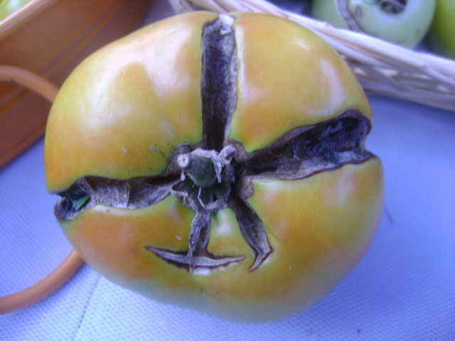     John Fredy Salazar, Tomato, 2011 

