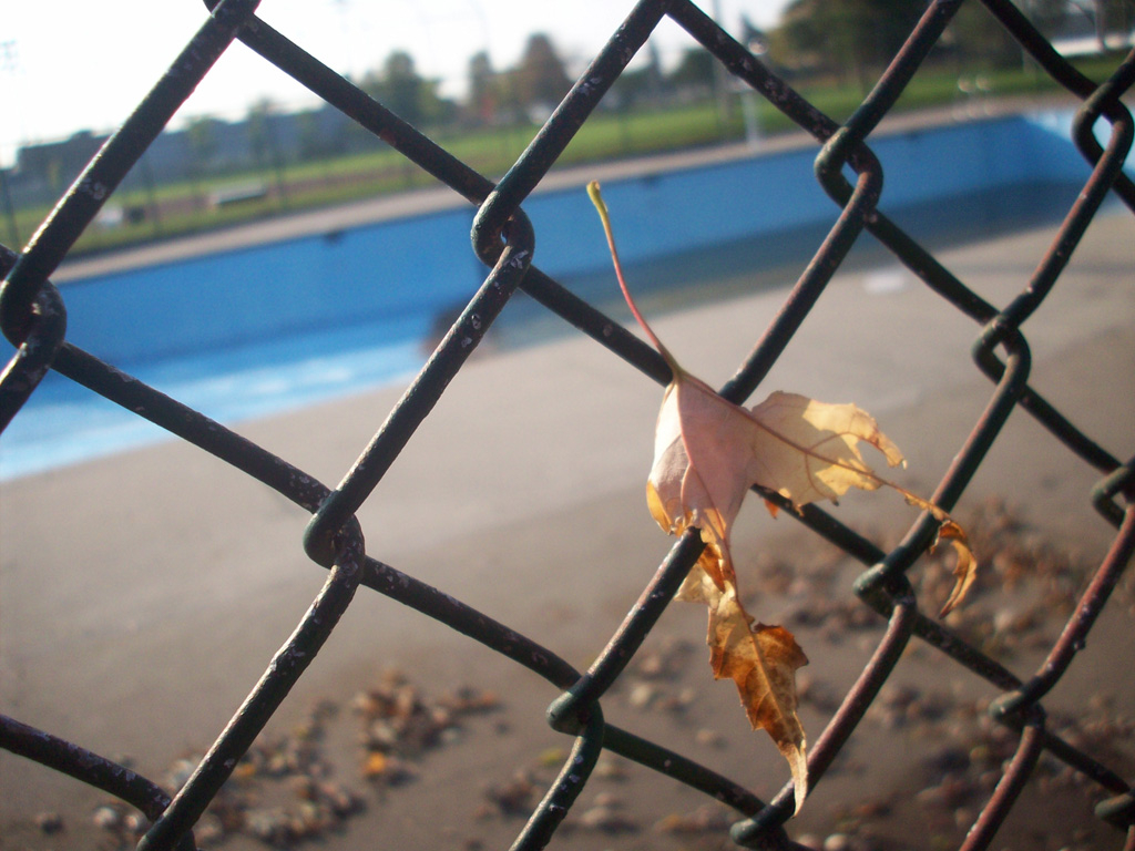     Cathy Hitchcock, Leaf, 2011 

