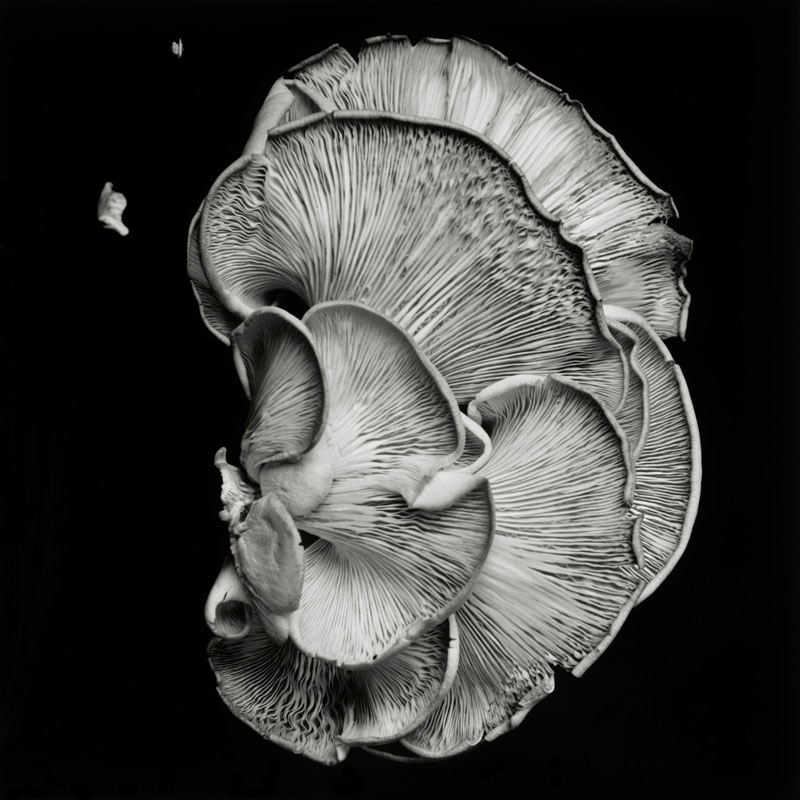     Dale M Reid, Oyster Mushroom 1, 2011 

