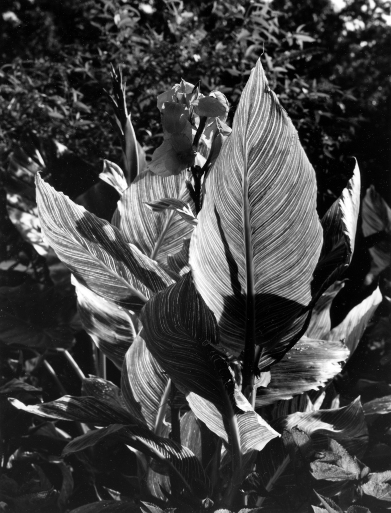     Dale M. Reid, Leaf Veins, 2010 

