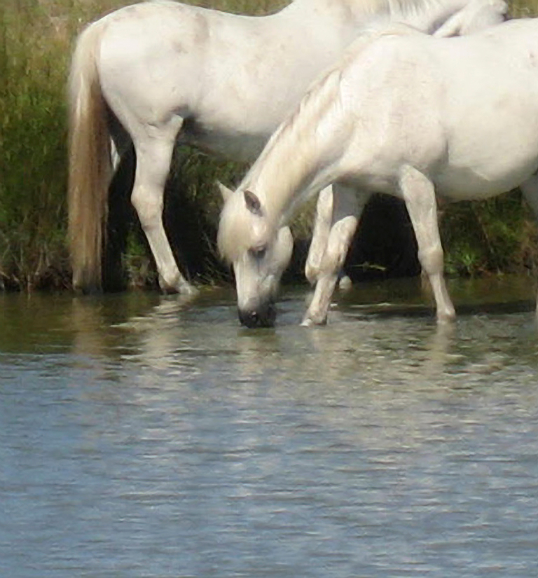     Joanne Malvern, Wild Horses, 2010 

