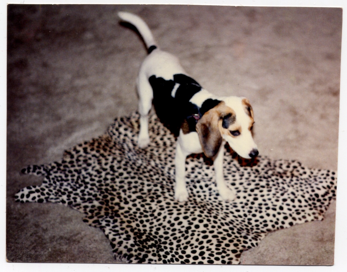     (unknown photographer), Dog on leopard skin, unknown 

