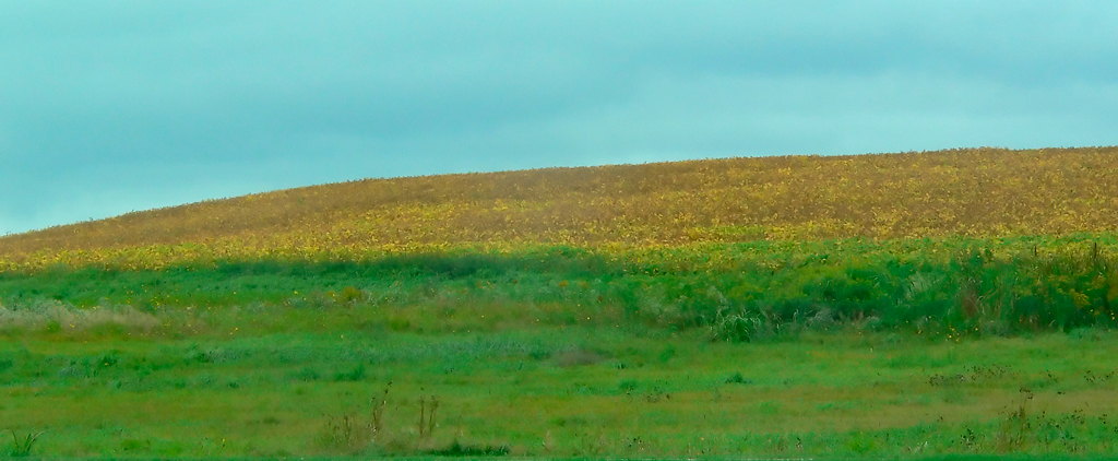     Carl Snyder, Cornfield, 2006 

