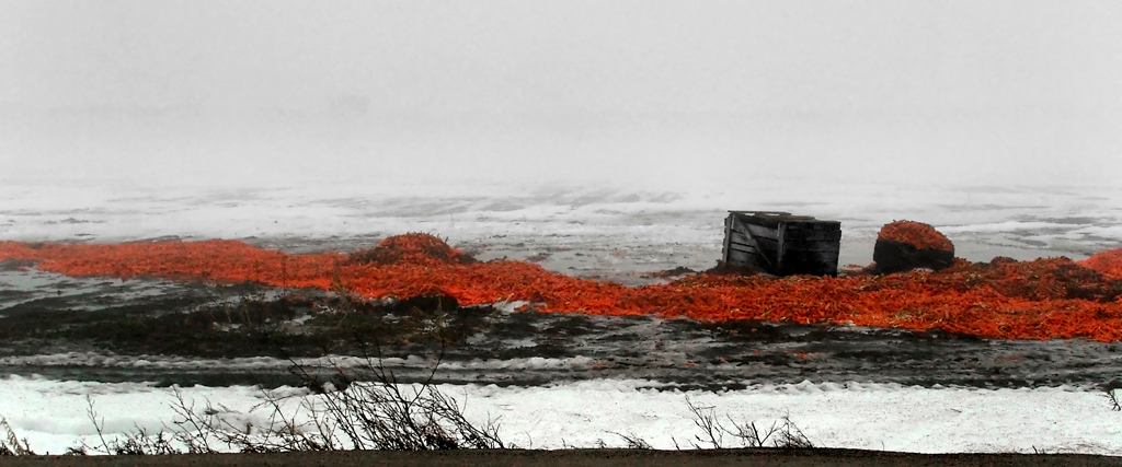     Carl Snyder, Winter Carrots, 2008 

